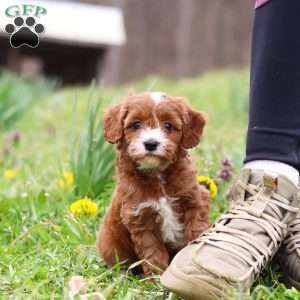 Mickey, Cavapoo Puppy